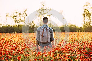 Traveler man walking in red poppy flower meadow.