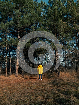 Traveler man in yellow coat walking in fall pine forest sunny weather back view faceless Authentic tourist guy lifestyle