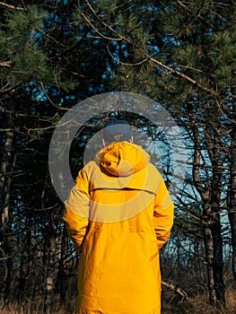 Traveler man in yellow coat walking in fall pine forest sunny weather back view faceless Authentic tourist guy lifestyle