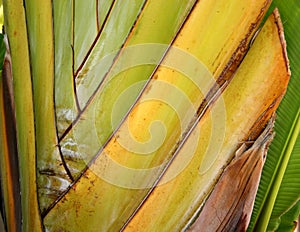 Traveler Palm Leaf