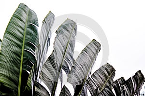 Traveler palm leaf background in nature weave pattern