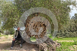 Traveler sitting under an ancient olive tree