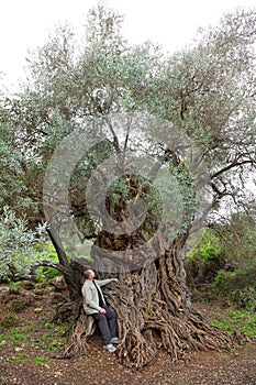 Traveler sitting under an ancient olive tree