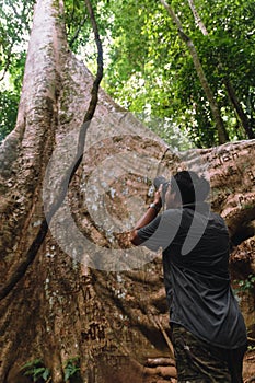 Traveler taking picture of giant tree in the rainforest of Hala-Bala wildlife sanctuary.