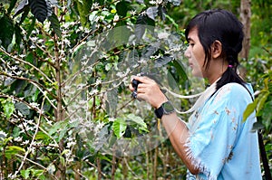 Traveler thai woman travel visit and shooting photo Unripe coffee beans on coffee tree