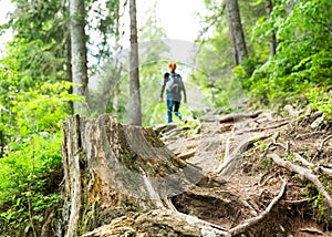 Traveler is walking in the forest