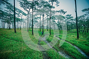 The traveler walks through green in pine forest at Phu soi Dao, Uttaradit, Thailand