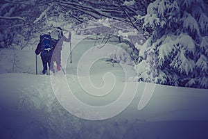 Travelers with a backpacks walking along the road through the forest in the winter mountains.