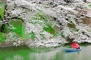 Travelers enjoying the scenario surrounded by Chidori-ga-fuchi Moat`s cherry blossoms sakura on a rental boat ride