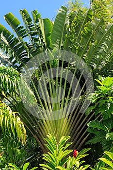 A travelers` palm, Ravenala madagascariensis, in a tropical garden