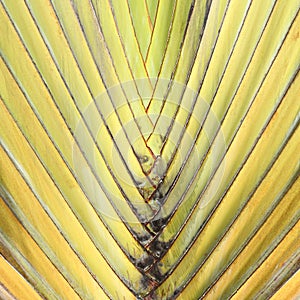 Travelers Palm Tree (Ravenala madagascariensis)