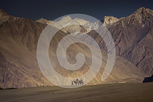 Travelers riding camels Nubra Valley Ladakh ,India