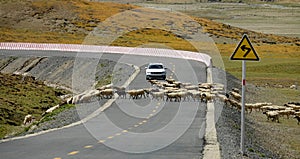 Travelers in a white car stop for a herd of sheep to cross the road in Tibet.