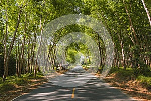 Traveling by car. Asphalt road among of the rubber forest in Thailand, Phuket. Summer adventure. Amazing landscape