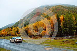 Traveling car. Mountains with colorful autumn forest at overcast. Beautiful landscape in autumn.