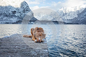 Traveling with a dog in Autria. Nova Scotia Duck Tolling Retriever on the dock in a mountain lake.