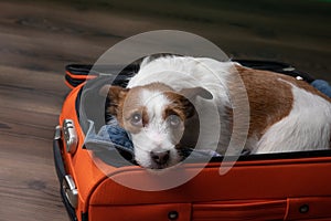 Traveling with a dog. Funny jack russell terrier in a suitcase. Pet adventure