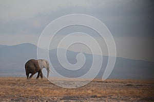Traveling Elephant