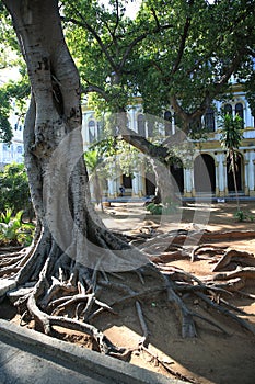 Trees to Sevilla Park. Agramonte Street, Old Havana