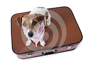 Traveling jack russell terrier dog