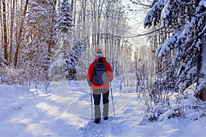 Traveling man goes on a winter forest at sunset