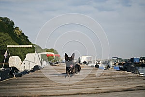 Traveling with a pet in Europe. Adorable black blue-eyed mongrel doggy lies on a wooden pier next to parked boats on the