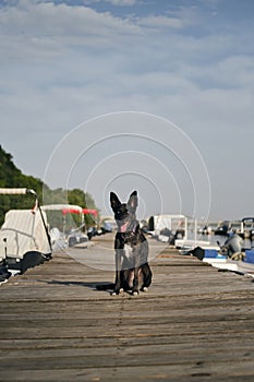 Traveling with a pet in Europe. Adorable black blue-eyed mongrel doggy sits on a wooden pier next to parked boats on the