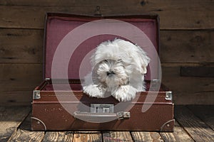 Traveling with a pet - puppy dog sitting in a suitcase - concept