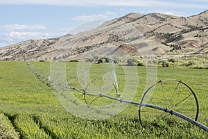 Traveling sprinkler irrigates crop for animal feed photo