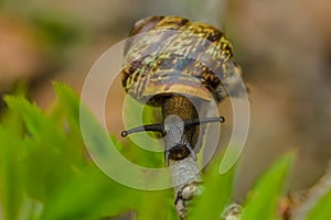 Traveling vineyard snail on tree branch summer, Park, close-up,