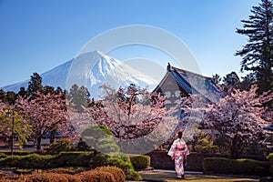 Traveller in japanese kimono dress walk in a sakura park