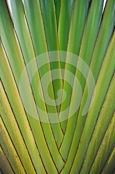 Viajero palmera 