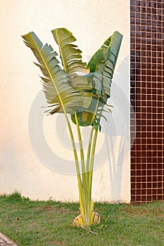 Traveller Palm Tree