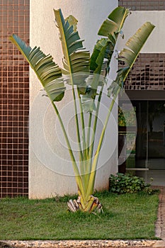 Traveller Palm Tree