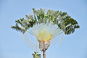 Traveller s Palm Tree