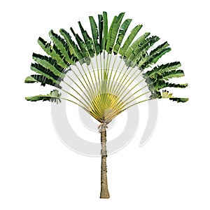 Traveller's Palm Tree Isolated on White Background with Clipping Path photo