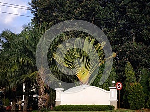 The traveller tree in the residential house gate