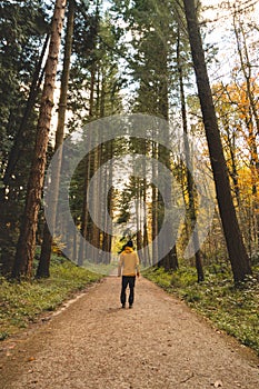 Traveller walks in the autumn forest in the Brabantse Wouden National Park. Colour during October and November in the Belgian