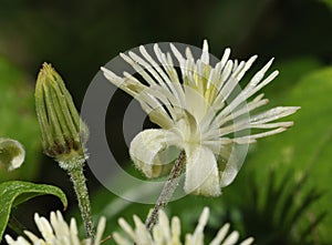 Travellers Joy Flower