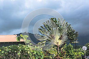 Travellers Palm in Hanalei, Kauai, Hawaii