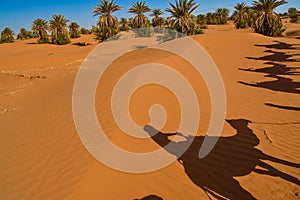 Travellers riding camels in Sahara Desert, Morocco