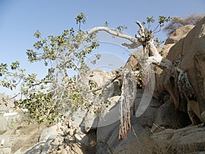 Travelling around the vilages near Asmara and Massawa.