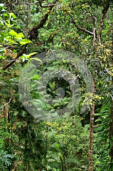 Travelling the Daintree National Park