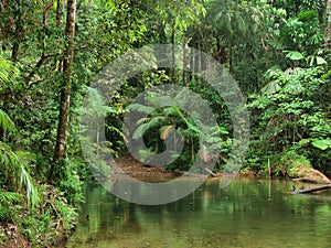 Travelling the Daintree National Park