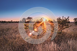 Travelling through a dry bushveld landscape covered in mopani and acacia trees at sunset, Kruger National Park