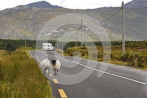 Travelling at Ireland, sheep and mobile home