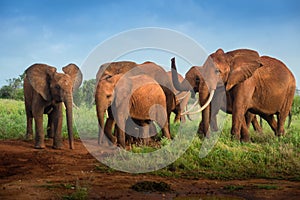 Travelling Kenya and Tanzania Africa Elephants group in the savanna during the safari tours excursion