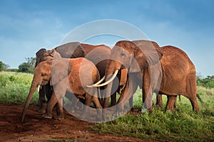 Travelling Kenya and Tanzania Africa Elephants in the savanna during the safari tours excursion