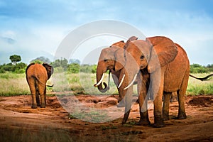 Travelling Kenya and Tanzania Africa Elephants in the savanna during the safari tours excursion