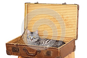 Travelling with pet - tomcat in a suitcase